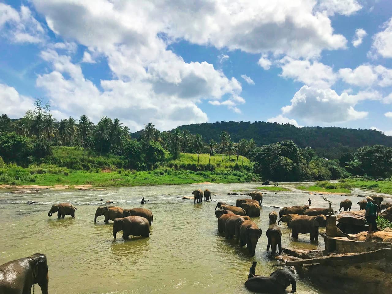 The Gathering: Elephants of Minneriya