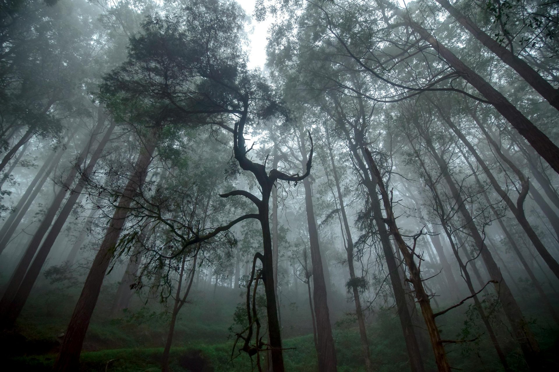 Misty forest in Ohiya, Sri Lanka