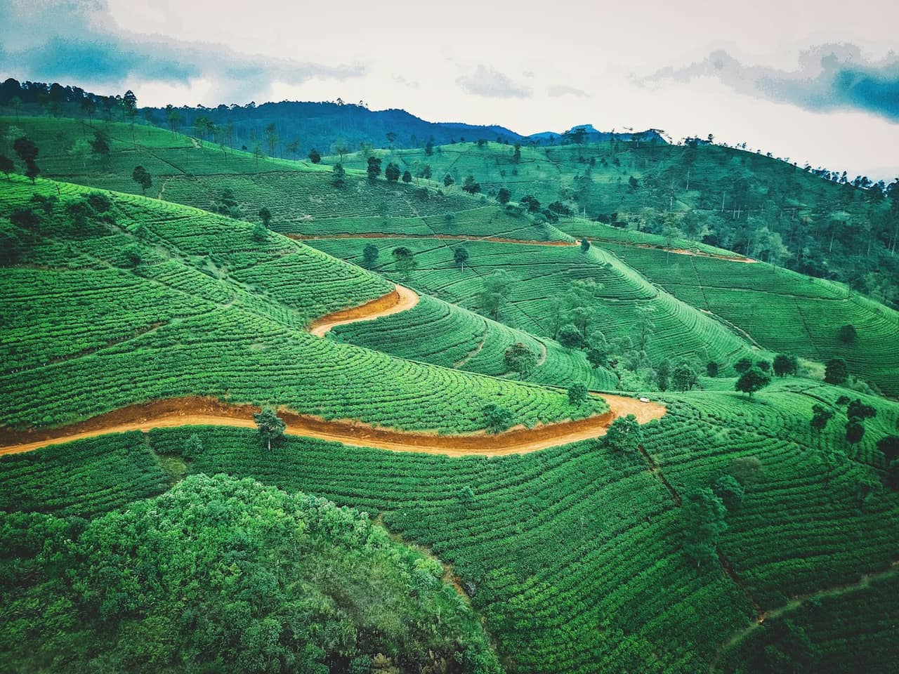 Tea Trails: Walking the Emerald Highlands